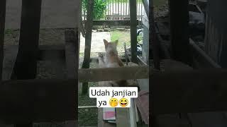 Kucing Duduk Santai