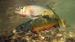 Watch Full Video: Trout for clout video ||  using a trout for clout _  trout for clout reddit