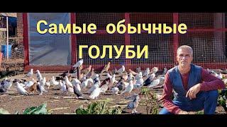 Голуби- 2020 рад тому, что есть.Pigeons - 2020 is glad that there is.