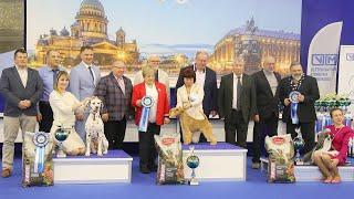 14.12.2024, СПб. Рейтинговая выставка собак с особым статусом "НЕВСКИЙ ПОБЕДИТЕЛЬ-1" (САС, ЧРКФ)