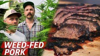 What Does Pork From Cannabis-Fed Pigs Taste Like? — Prime Time