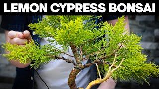 How To Make Bonsai from Lemon Cypress