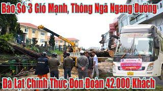 Đà Lạt Gió Mạnh Cây Đổ, Chính Thức Đón Đoàn Khách Khổng Lồ