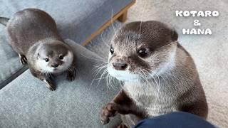 Otters’ Sad Farewell to Owner Turns to Happy Reunion a Week Later