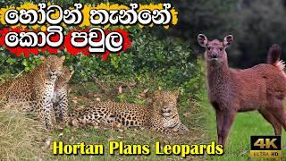 හෝටන් තැන්නේ දුර්ලබ කොටි Mountain Leopards t Horton  #hortonplains #leopard