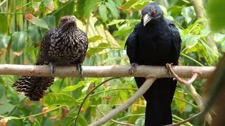 Asian Koel | Cuckoo bird | Koyal Bird (कोयल) | කොහා - Male & Female (母鳥與公鳥)