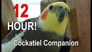 Cockatiel Companion 12 HOURS of BIRD NOISE!!! Play this to your Cockatiel