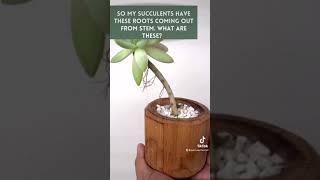 AERIAL ROOTS: What my succulent is telling me