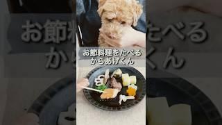 からあげくんがBonちゃん先生が作った犬用のお節を食べるだけの動画