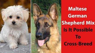 Maltese German Shepherd Mix: Is It Possible to Cross-Breed