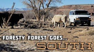 Van Life Desert Sessions - Foresty Forest Goes South