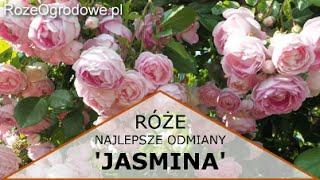 Róża pnąca 'JASMINA'®