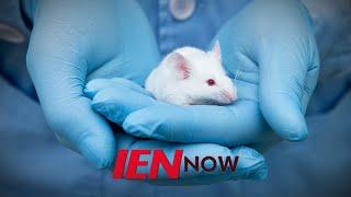 IEN NOW: Researchers Grow Mice Meat