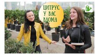 Які цитруси можна вирощувати вдома від засновниці Клубу тропічних рослин.