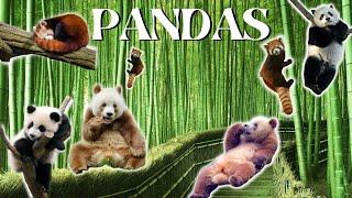 Everything about the three different types of pandas: The Giant Panda, Brown Panda, and Red Panda!