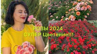 РОЗЫ 2024.Супер Цветение #rose #maryroses #flowers #garden