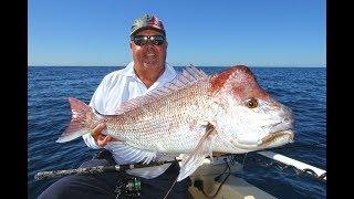 Double Island Point Snapper and AJ's | Fishing With Scotto