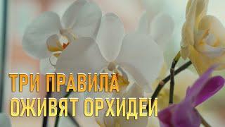 Три  простых правила для выращивания орхидеи