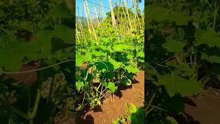 Belum ada penampakan bunga #nature #pertanian #farming #video #short #melon #buah