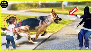 250 Hero Animals That Saved Human Lives #29 | Best moment of 2024!