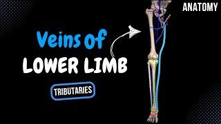 Veins of the Lower Limb (Division, Tributaries) - Anatomy