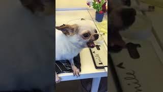 Angry Chihuahua