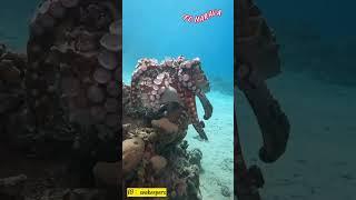 Gurita Betina Makan Jantan #shorts #animals #sea #octopus #gurita #viral #infonaraya #hewanlaut