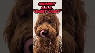 Meet Chomsky the Goldendoodle aka “Sweet Cakes”!‼️️ #short #funny #dog