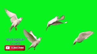 GREEN SCREEN Dove birds Flying effects HD No copyright free download chroma key 2020