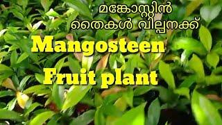 മങ്കോസ്റ്റിൻ തൈകൾ വില്പനക്ക് Thailand fruit Mangosteen Fruit plant for sale