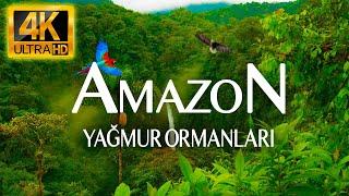 4K AMAZON RAIN FORESTS | RELAXING NATURE AND MUSIC VIDEO