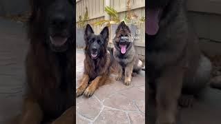 cutest dog n puppy #doglovers #doglover #dogshorts #bestyoutubeshort #bestpuppysshort#bestdogvideo