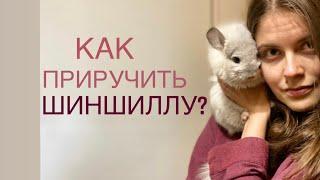 Как приручить шиншиллу?