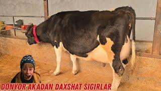  N1 Sigirlar DONYOR Akadan  Daxshat️ 91 398 37 07