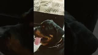 Whiskey the Rottweiler #rottweilerWhiskey