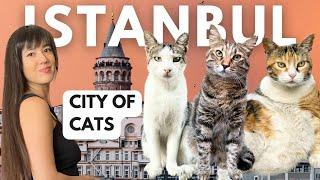 The Cats (& Humans) of Istanbul