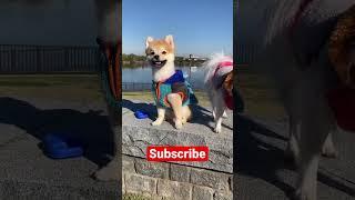 Pomeranians in Japan! #dog #cutedog #shorts