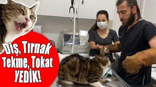 INSANE CAT ATTACK! NINJA CAT TRIES TO ESCAPE FROM VET! #inanoğlu #catattack