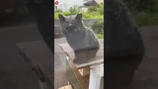 spider web catches cat 