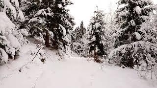 Relaxing walk through the snowy forest and snow