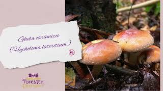 Ciuperci necomestibile - Gheba cărămizie (Hypholoma lateritium)