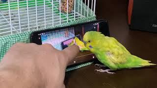 Screen-addicted parakeet 2/2