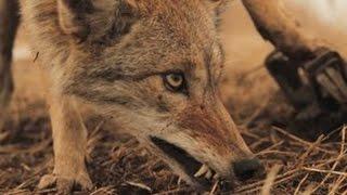 Damage Control: Coyote Trapping - The Management Advantage #59