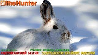  theHunter Classic  Рубрика: Помощь новичкам  Snowshoe Hare missions ℘⓷  американский беляк 