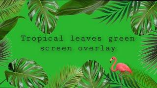 Tropical palm leaves green screen , leaves , leaves border Green screen (only for my subscribers)