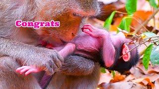 Monkey Cuddles: Relaxing with Baby Monkeys