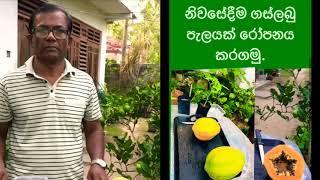 How to grow papaya from seeds |ගෙදරදිම හරියට ගස්ලබු පැල කරගන්න රහස- Episode 02