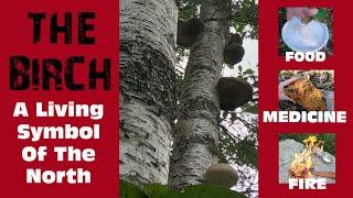 The Birch Tree - Food, Medicine, and Fire