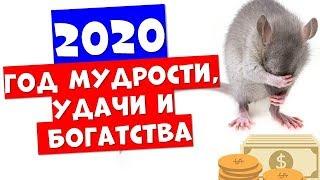 Чего ожидать от года крысы в 2020 года, что делать для удачи