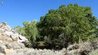 Butterbredt Spring Wildlife Sanctuary, California